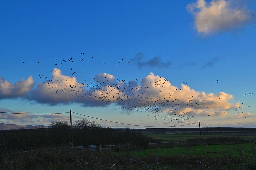 Picture of a large number of geese in flight over a wide rural landscape on a November afternoon