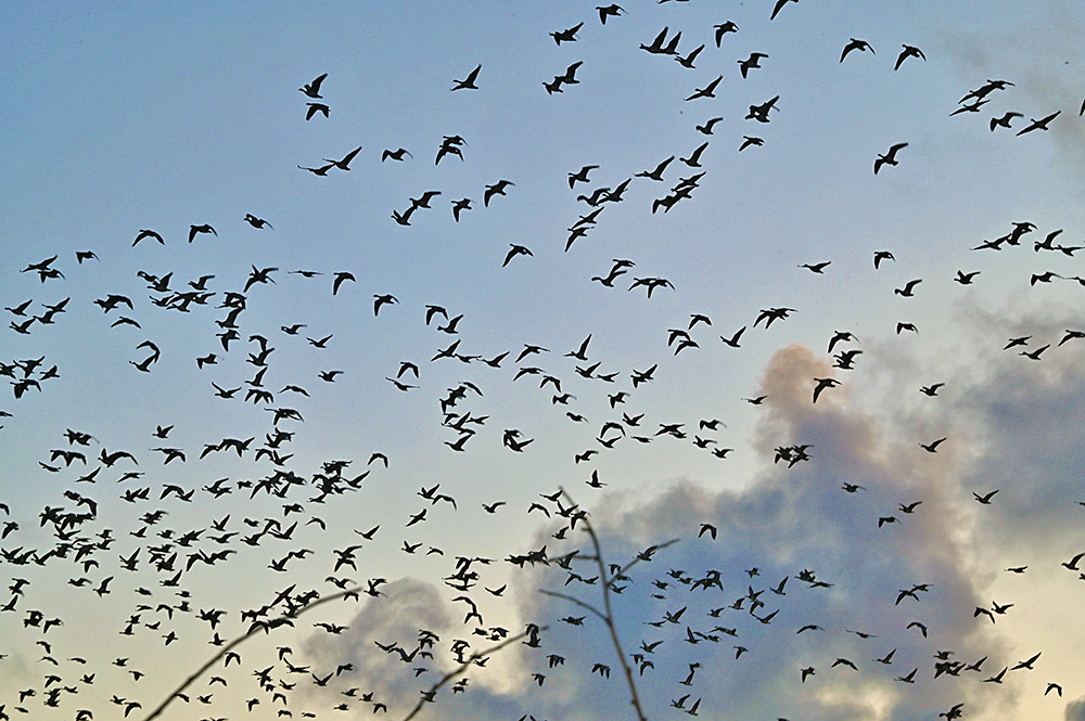 Picture of a mostly clear sky with only some clouds with a large number of Barnacle Geese in flight
