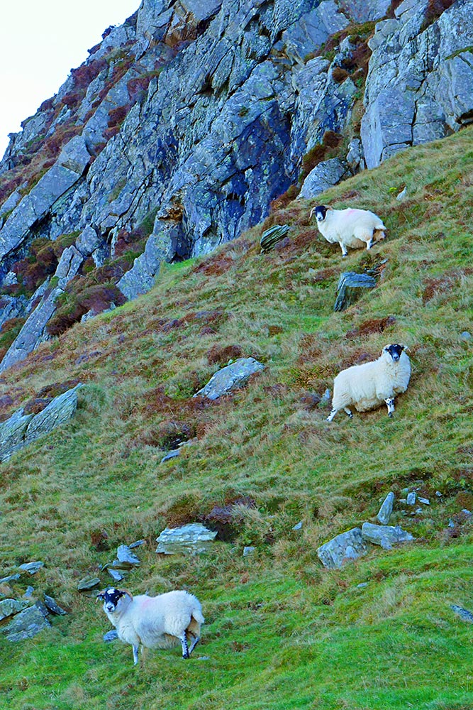 Picture of three sheep above each other on a steep hillside