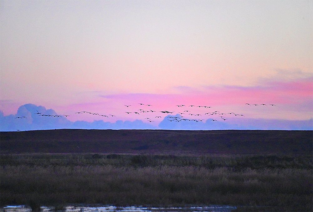 Picture of a wide landscape in the mild light of dusk, several rows of low flying geese on the horizon