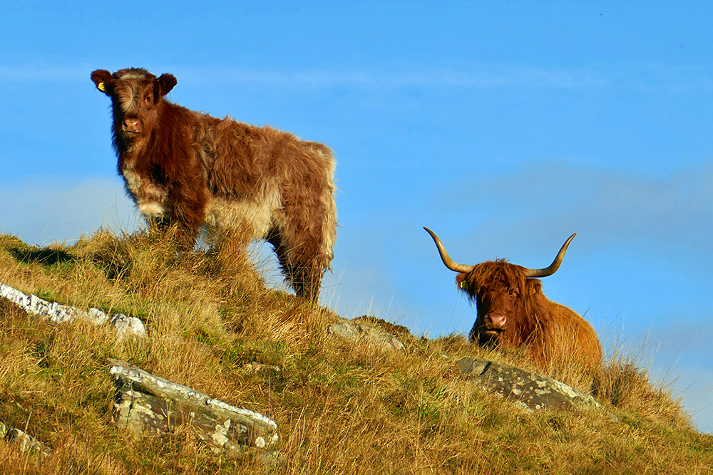 Picture of a Highland calf with it Highland cow mother on a rugged hillside