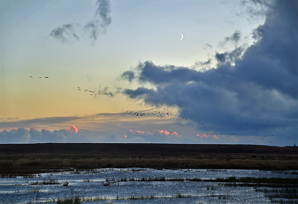 Picture of a wetland under a partially cloudy sky with a crescent moon visible. Some Barnacle Geese flying in the distance, some Whooper Swans on the water