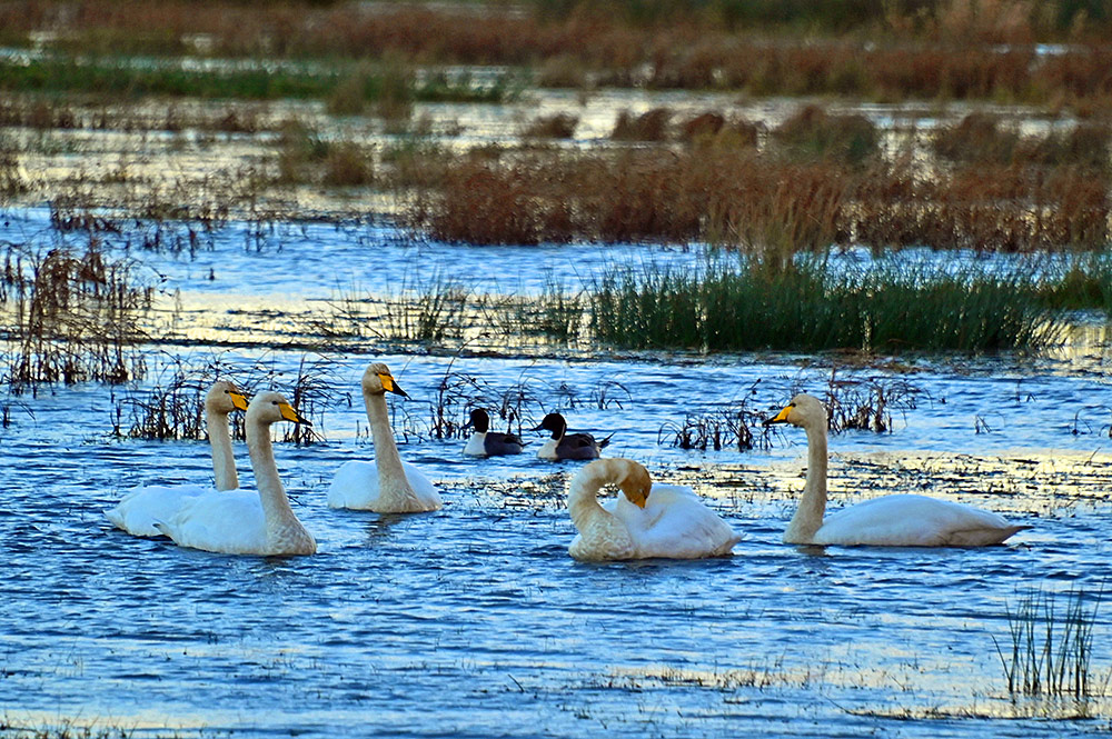 Picture of five Whooper Swans and two Pintails on a wetland in some mild November afternoon light