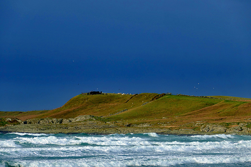 Picture of some cattle and sheep gathered on a low hill above a bay with waves rolling in under a dark sky