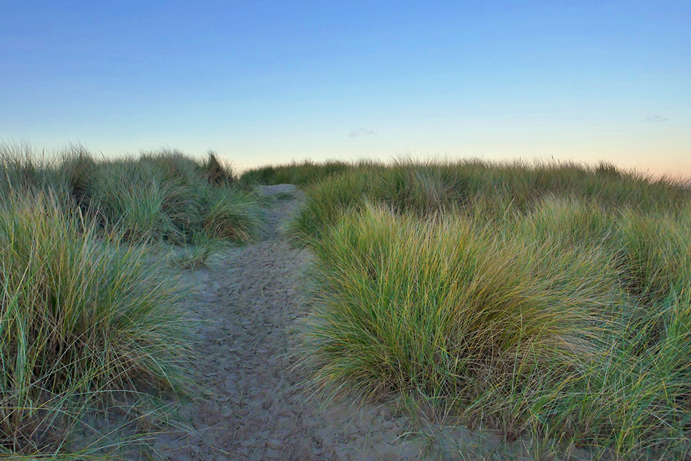 Picture of path through sandy dunes wiith dune grass on the sides on a clear November morning