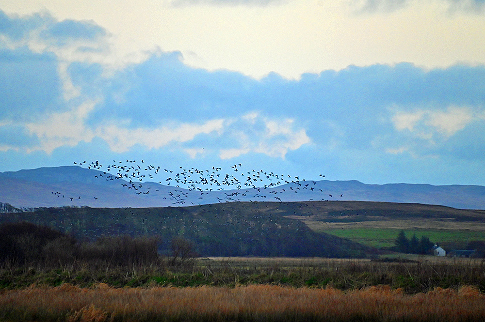 Picture of a skein of Geese arriving in a rural landscape