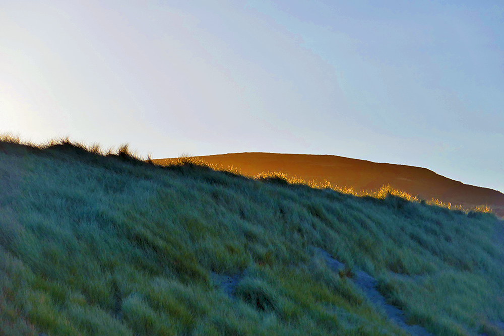Picture of dunes with dune grass with the low morning sun lighting up the grass on the edge from behind