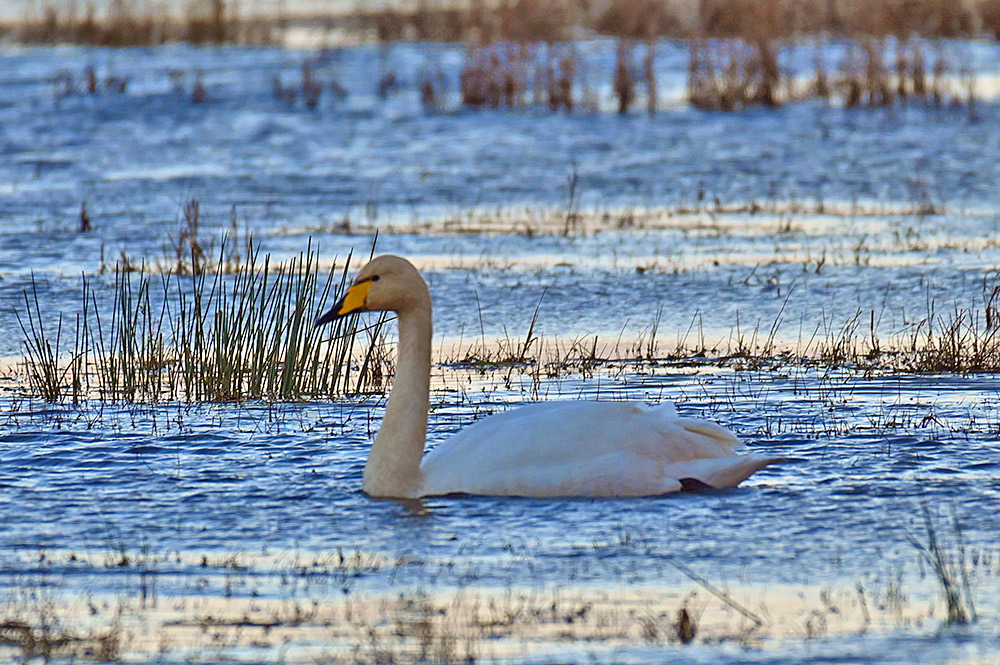Picture of a single Whooper Swan on shallow water with