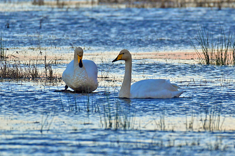 Picture of two Whooper Swans on a wetland in the November afternoon light