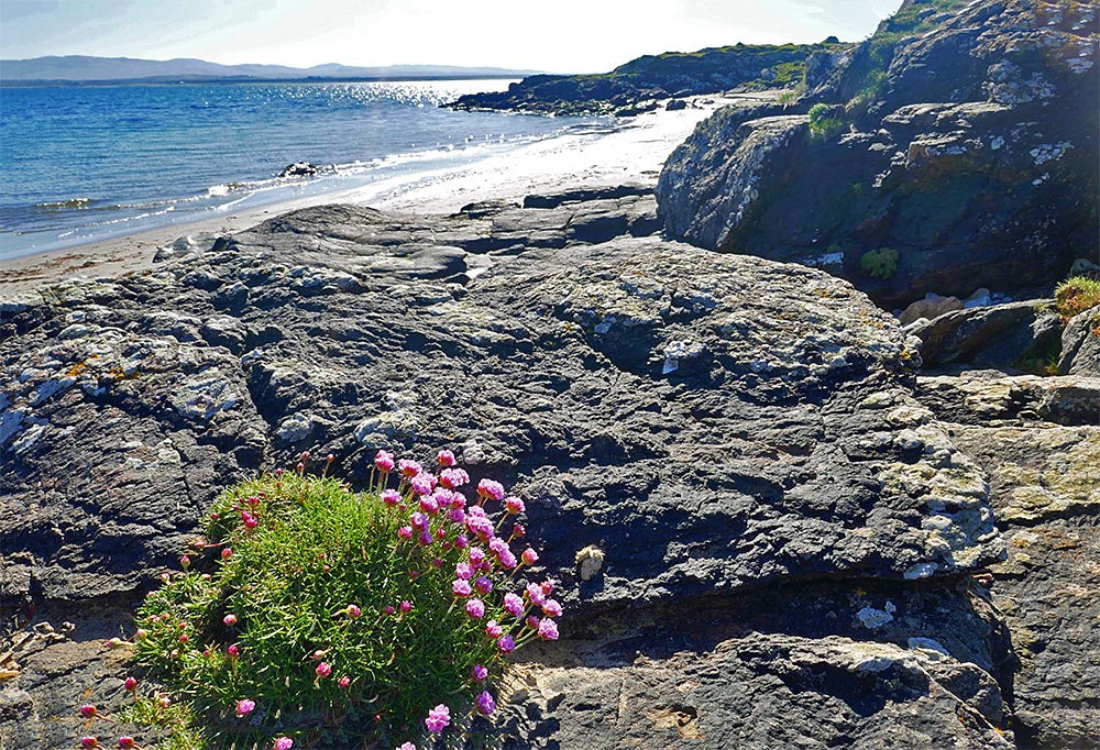 Picture of a bunch of sea pinks on a rocky shore with a sandy beach in the background