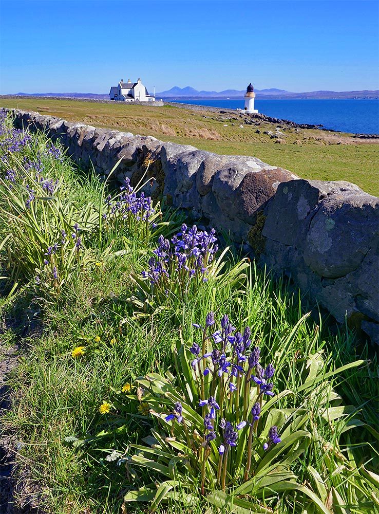 Picture of bluebells along a drystone wall, a small lighthouse and the keepers house in the background