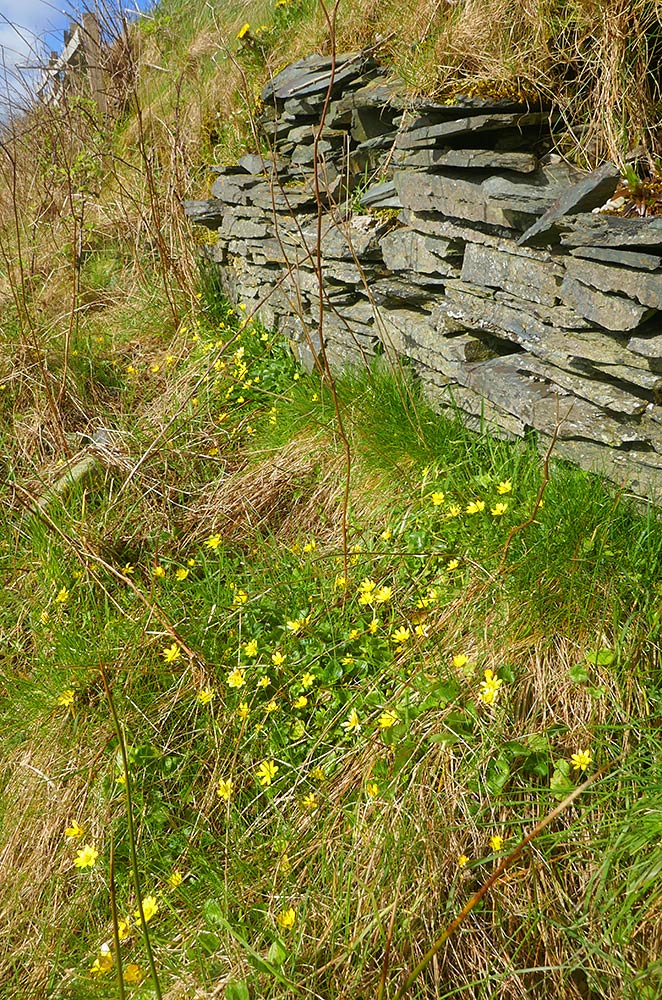 Picture of some flowers (buttercups) and the remains of an old drystone wall