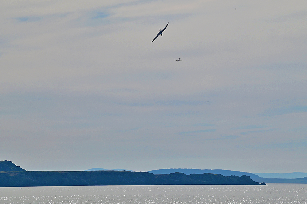 Picture of a Gannet in flight, a passenger plane behind it and both above a rocky shoreline