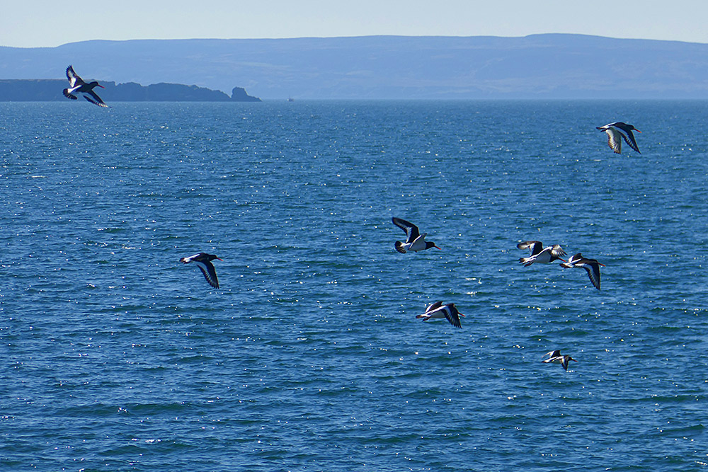 Picture of several Oystercatchers flying above the sea, a headland in the background