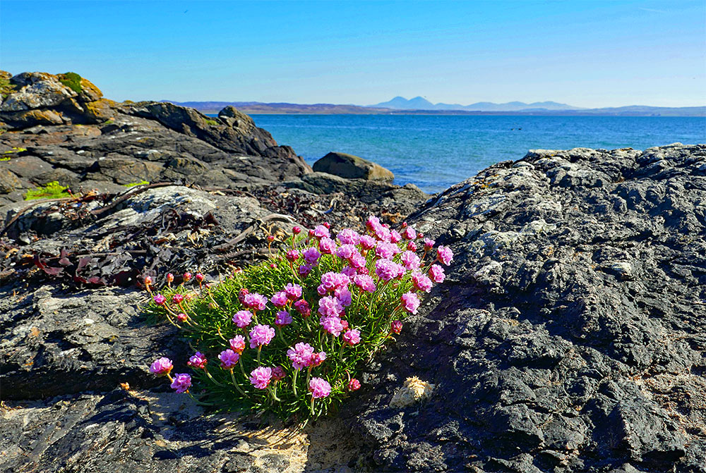Picture of some Sea Pinks on a rocky shore at a sea loch, mountains in the distance