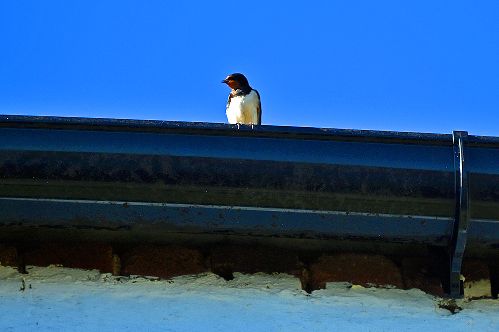 Picture of a Swallow sitting on a black rain gutter on a white washed building
