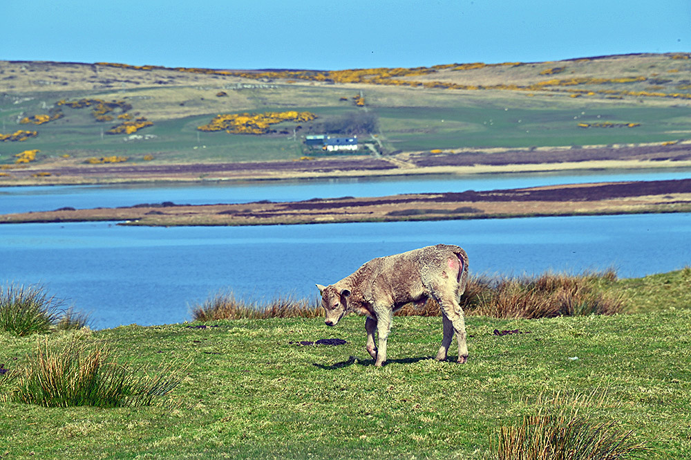 Picture of a young slightly shaggy calf in a field above a freshwater loch (lake) on a sunny day