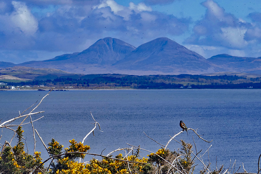 Picture of a Chaffinch sitting on a thin branch above a sea loch looking over to two mountains in the distance