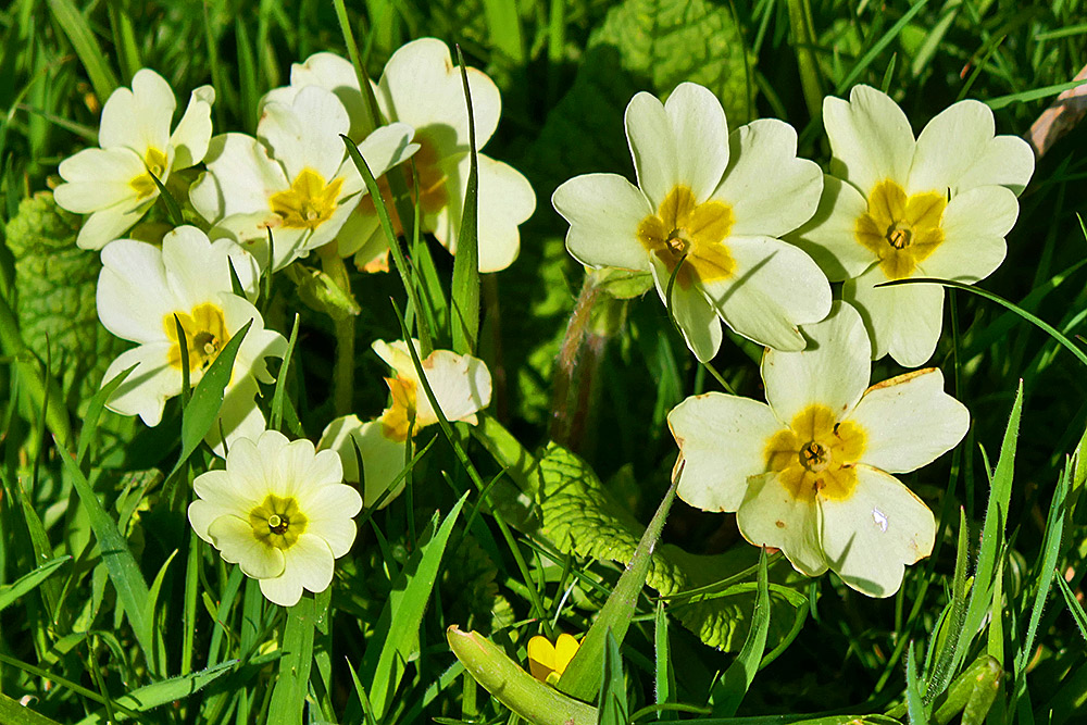 Picture of a bunch of Primroses in nice sunshine