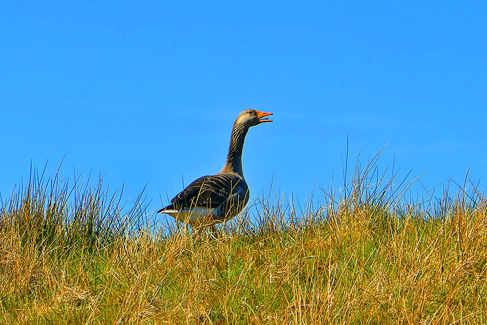 Picture of a White-fronted Goose on a hillside calling out