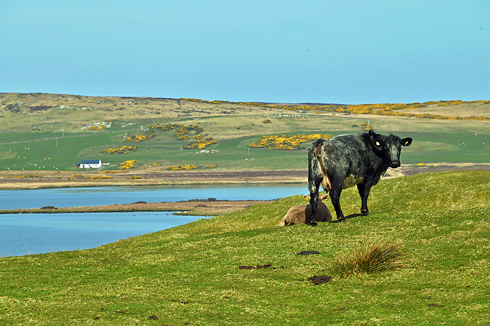 Picture of a cow with its calf lying next to it on a hill above a loch (lake)