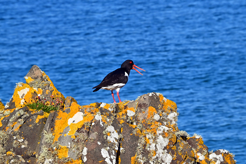 Picture of an Oystercatcher on lichen covered rocks at the shore