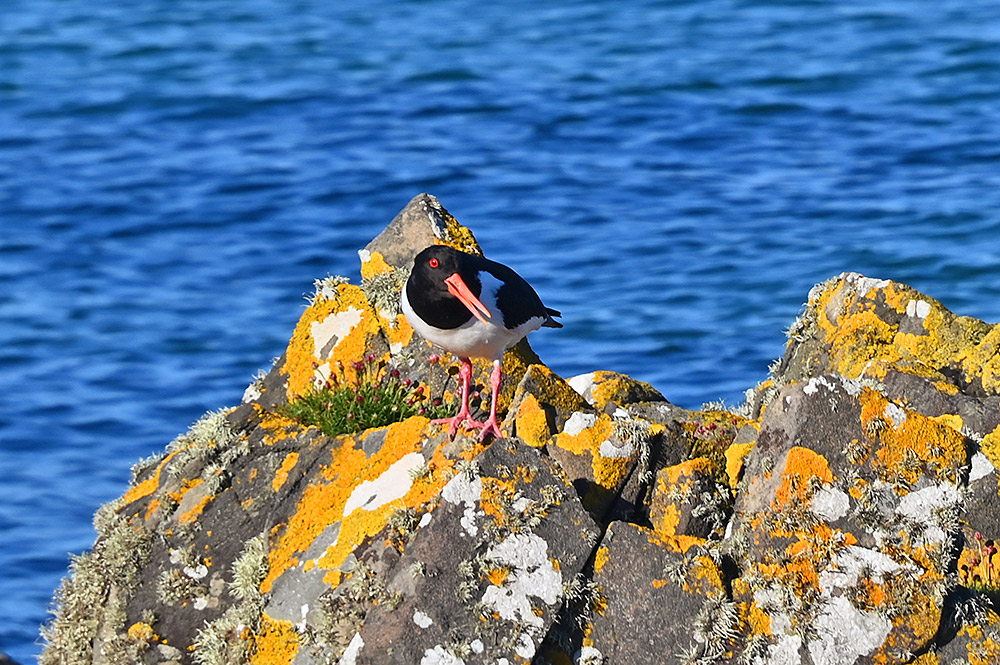 Picture of an Oystercatcher on some lichen covered rocks at a shore