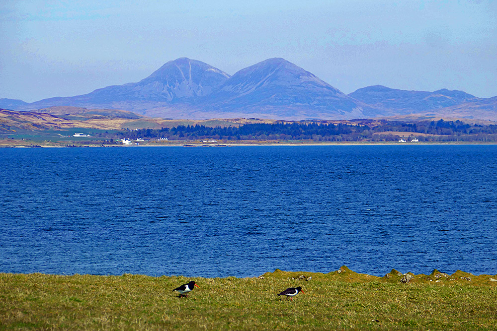 Picture of two Oystercatchers on a grassy shore of a sea loch, two mountains in the distance behind the other side of the loch