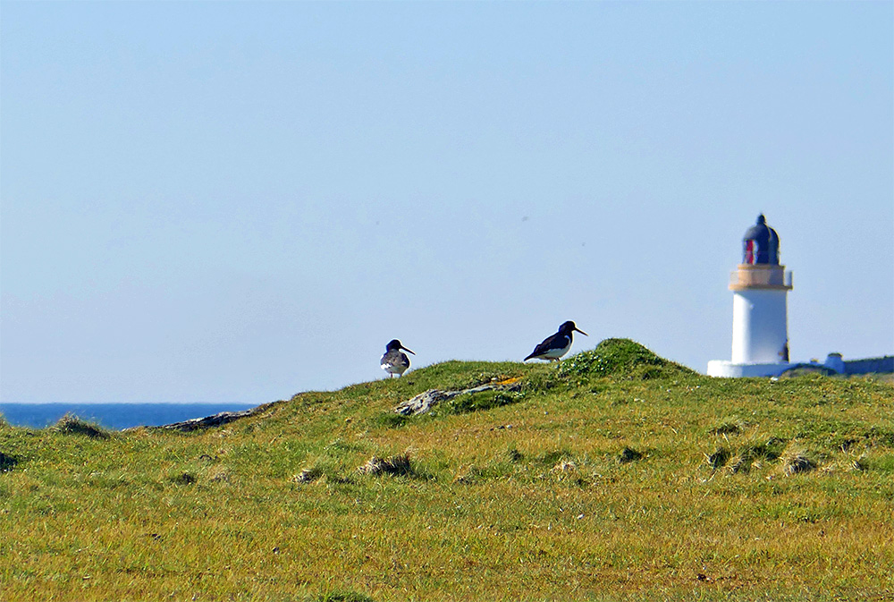 Picture of two Oystercatchers on a tiny hillock, a small lighthouse in the background (slightly out of focus)