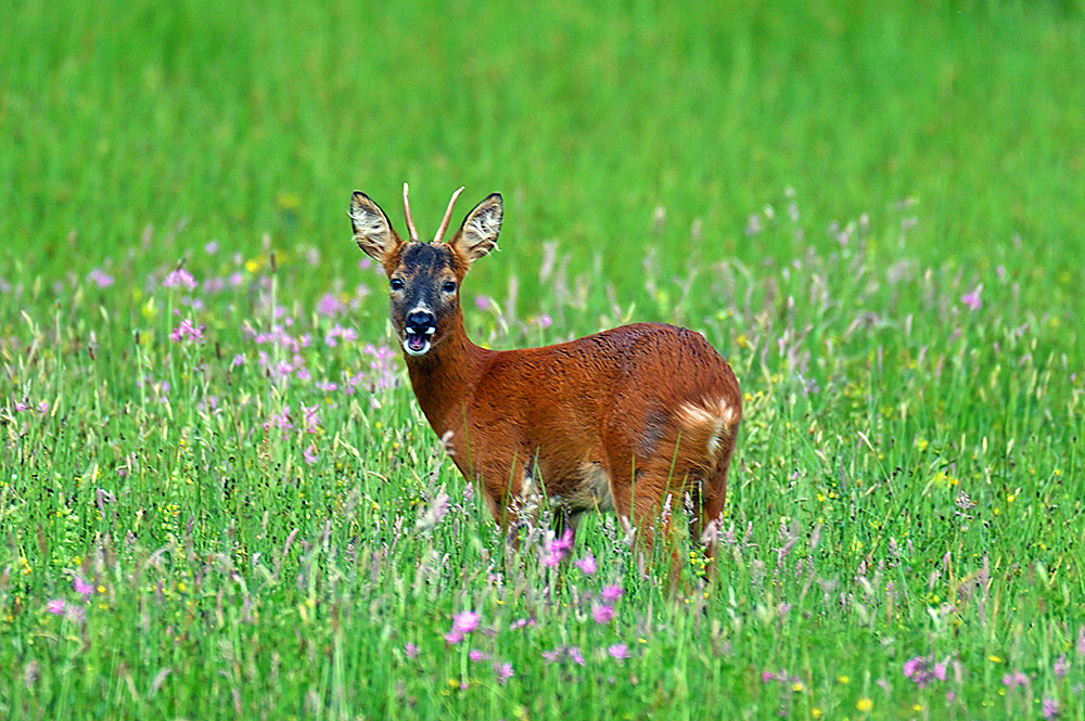 Picture of a deer with its mouth open in a wildflower meadow