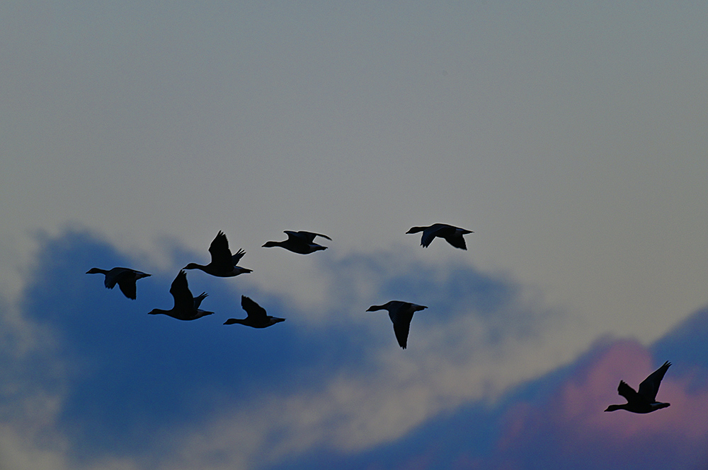 Picture of 8 Geese in flight against an evening sky, only their silhouettes visible