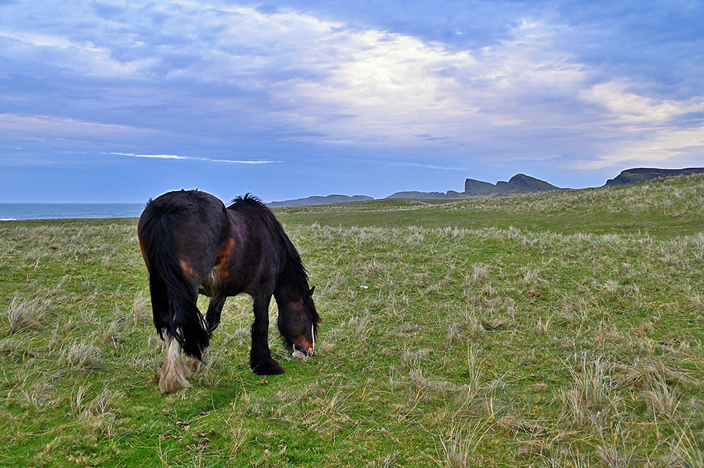 Picture of a dark brown horse grazing in coastal dunes