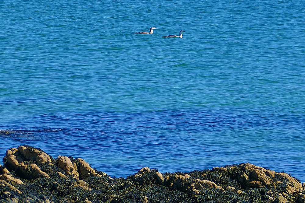 Picture of two Red-Throated Divers in winter plumage off a rocky shore