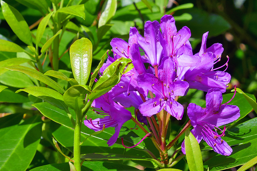 Picture of a purple Rhododendron in the sunshine