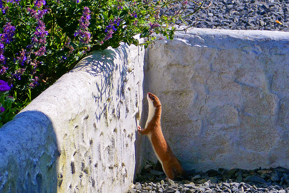 Picture of a stoat standing up against a white washed garden wall