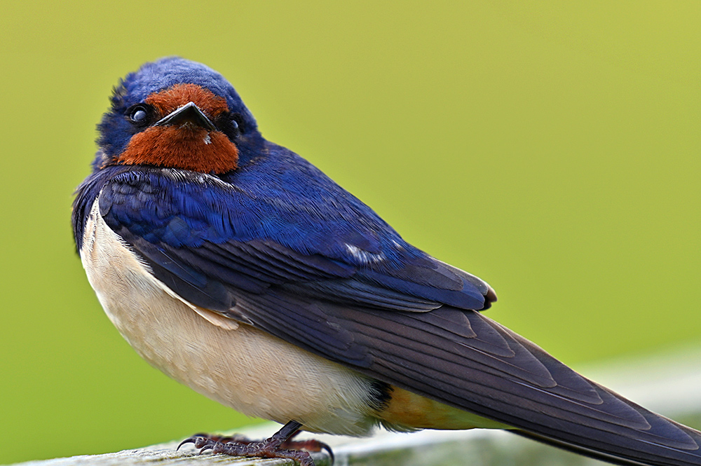 Picture of a Swallow looking right into the camera