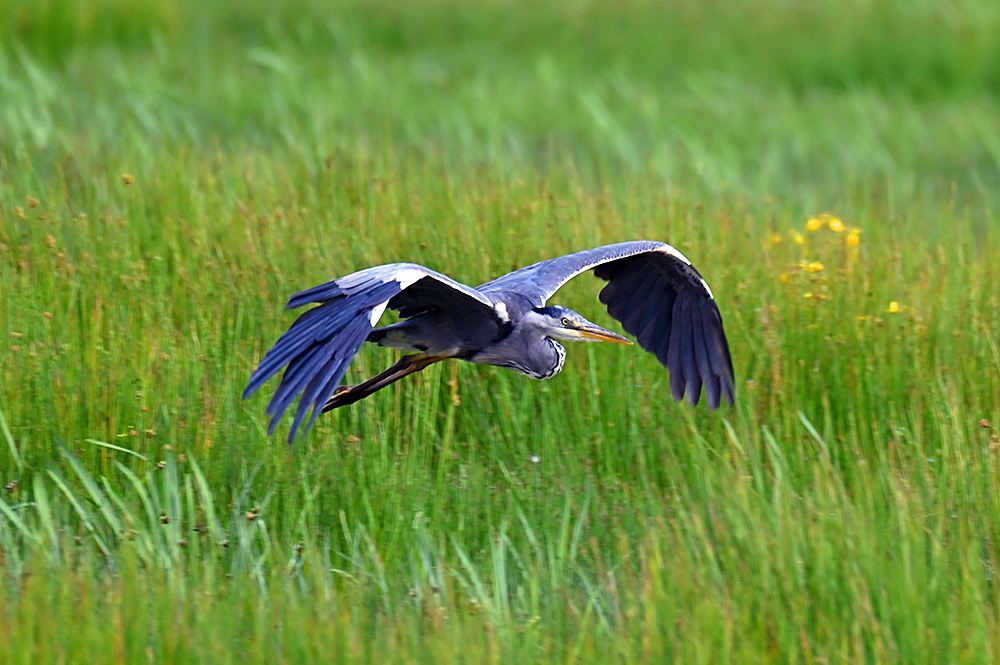 Picture of a low flying Heron in a wetland