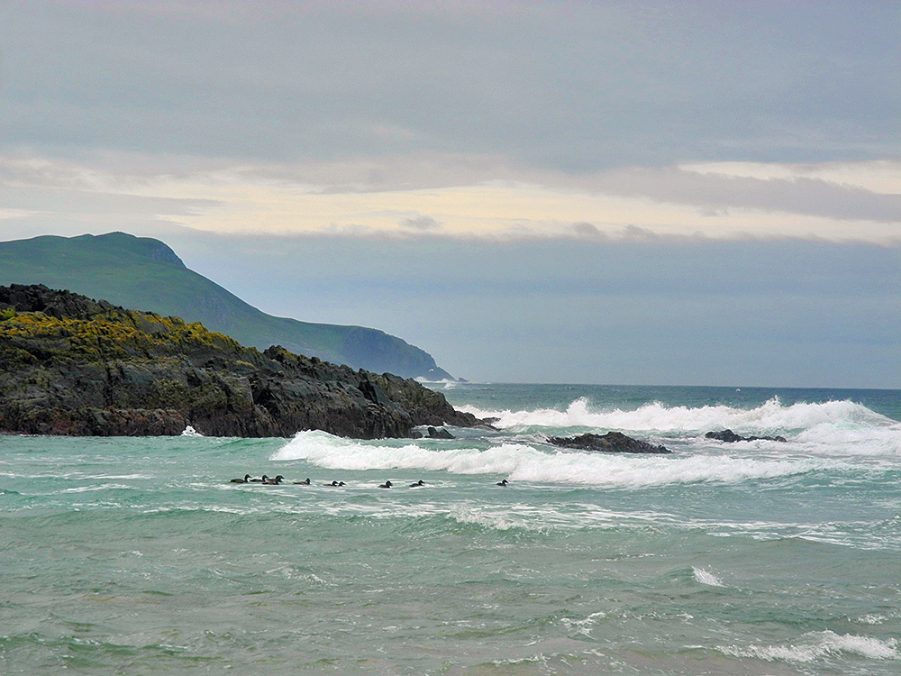 Picture of about 10 ducks swimming in the surf of breaking waves next to coastal rocks