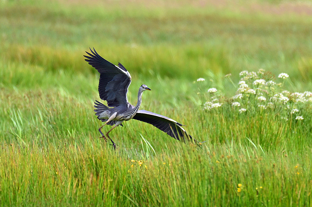 Picture of a Grey Heron landing in a wetland
