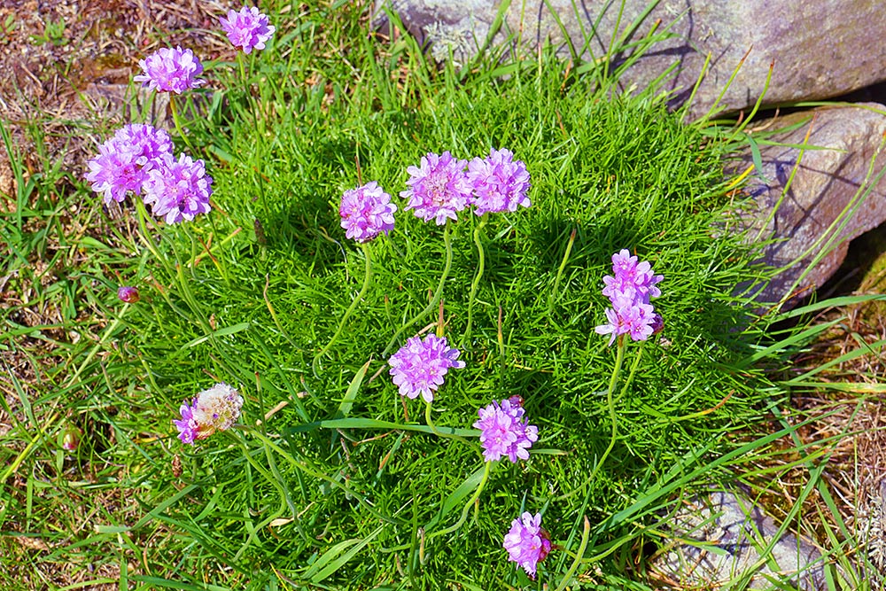 Picture of some Sea Pinks on a grassy knoll next to some rocks